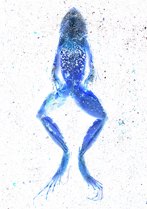 Giacomo Erba - Rizoma